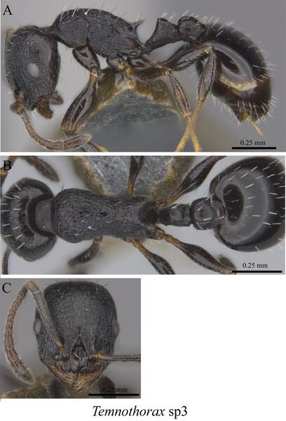 File:Liu, C. et al. 2020. Ants of the Hengduan Mountains, Figure 108, Temnothorax sp3.jpg