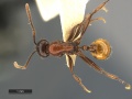 Momonorium species 2