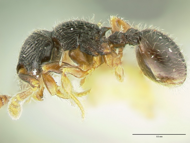 File:Myrmecina brevicornis hal.jpg