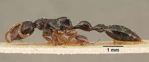 Tetraponera flexuosa casent0101154 profile 1.jpg