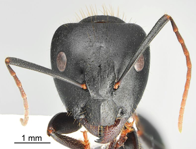 File:Camponotus bakhtiariensis casent0872760 h 1 high.jpg