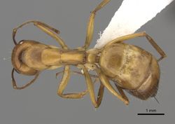 Camponotus havilandi casent0170547 d 1 high.jpg