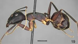 Camponotus riedeli F19.jpg