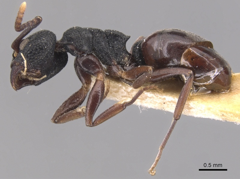 File:Dolichoderus lobicornis casent0905040 p 1 high.jpg