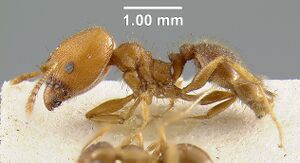 MCZ-ENT00009129 Pheidole tetra.hal.jpg