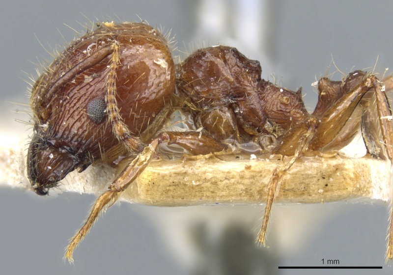 File:Pheidole cordiceps casent0904386 p 1 high.jpg