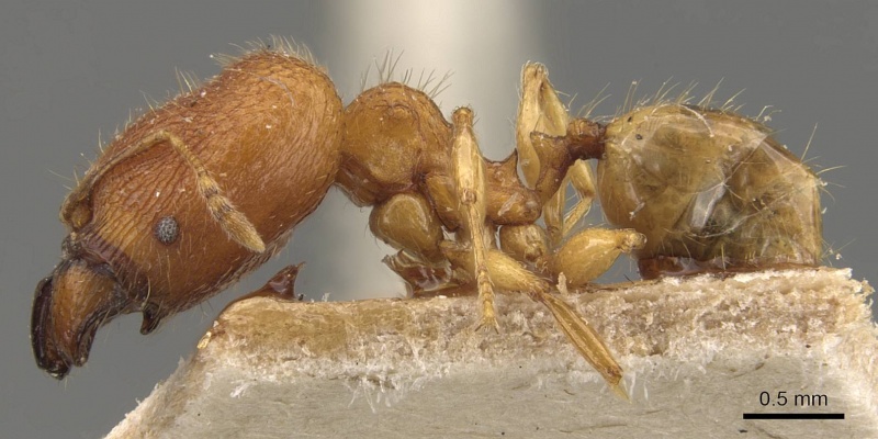 File:Pheidole rabo casent0907989 p 1 high.jpg