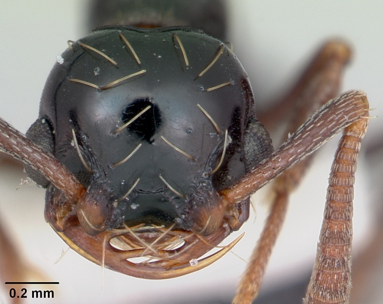 File:Thaumatomyrmex ferox casent0173035 head 1.jpg