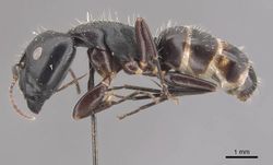 Camponotus buchholzi casent0910563 p 1 high.jpg