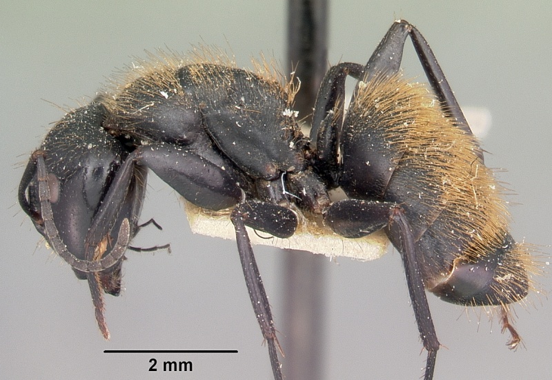 File:Camponotus darwinii rubropilosus casent0104628 profile 1.jpg