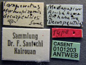 Camponotus descarpentriesi casent0101203 label 1.jpg