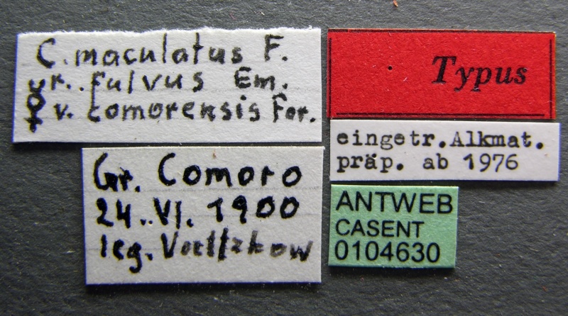 File:Camponotus maculatus casent0104630 label 1.jpg