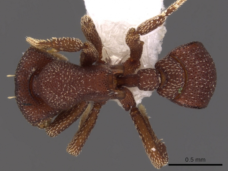 File:Eurhopalothrix omnivaga casent0900936 d 1 high.jpg