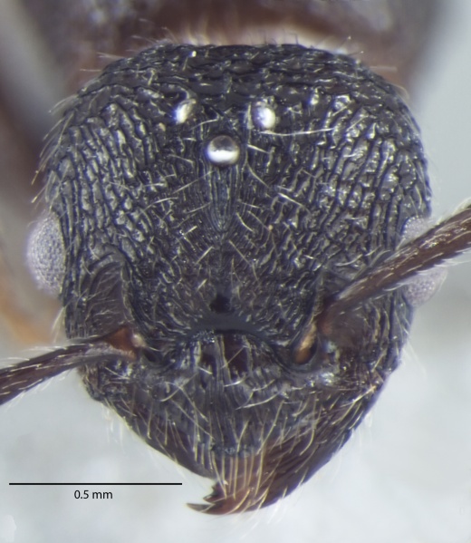 File:Fig.-1-Gyne Myrmica nefaria- head.jpg