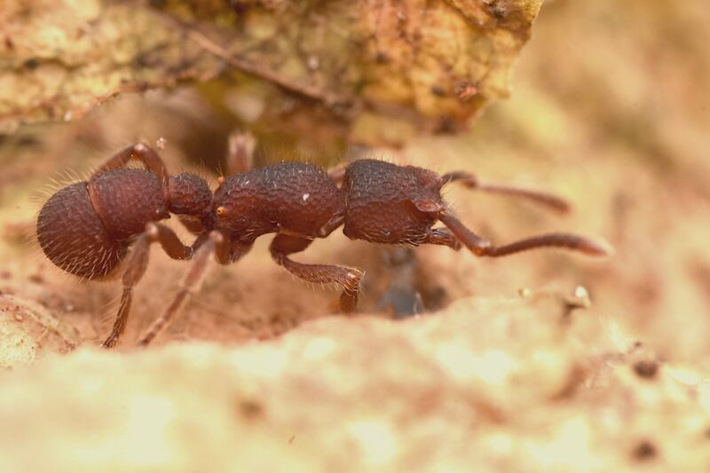 File:Gnamptogenys minuta group, Chocó, Ecuador, Phil Hoenle.jpg