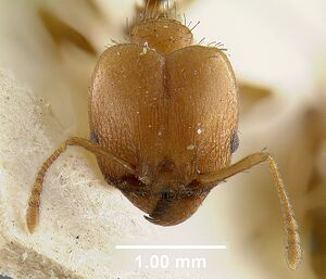 MCZ-ENT00009129 Pheidole tetra.hef.jpg