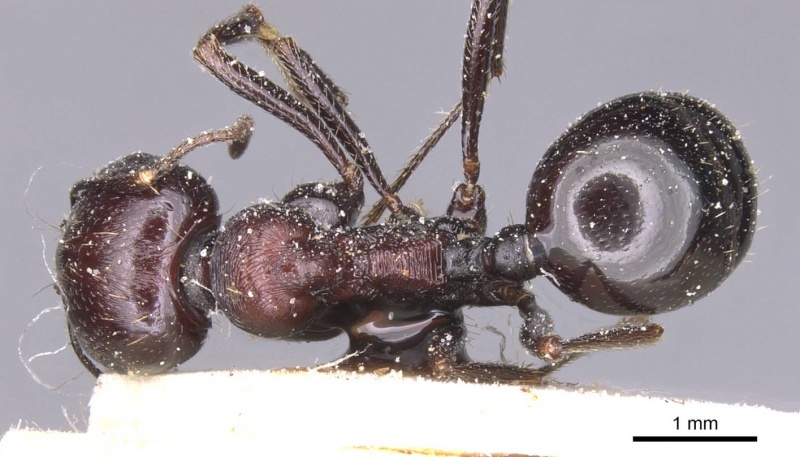 File:Messor hoggarensis casent0913147 d 1 high.jpg