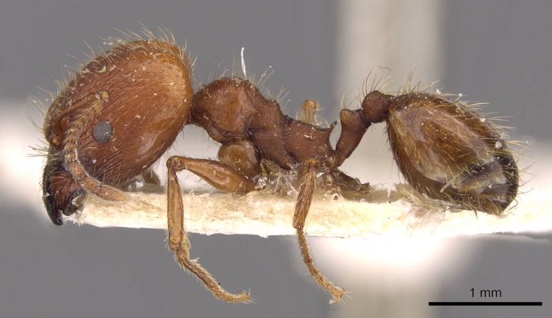 File:Pheidole puttemansi casent0908136 p 1 high.jpg