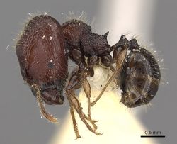 Pheidole sayapensis casent0901655 p 1 high.jpg