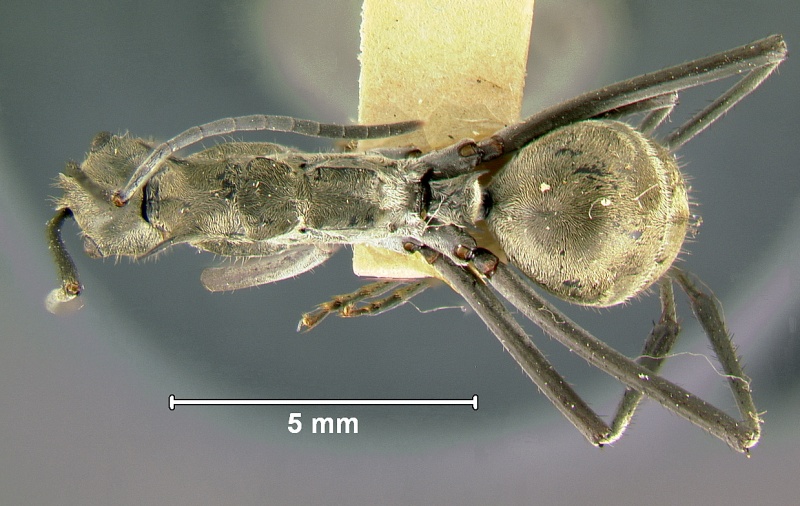 File:Polyrhachis-philippinensisD.jpg