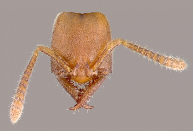 File:Amblyopone denticulata casent0010667 head 1.jpg