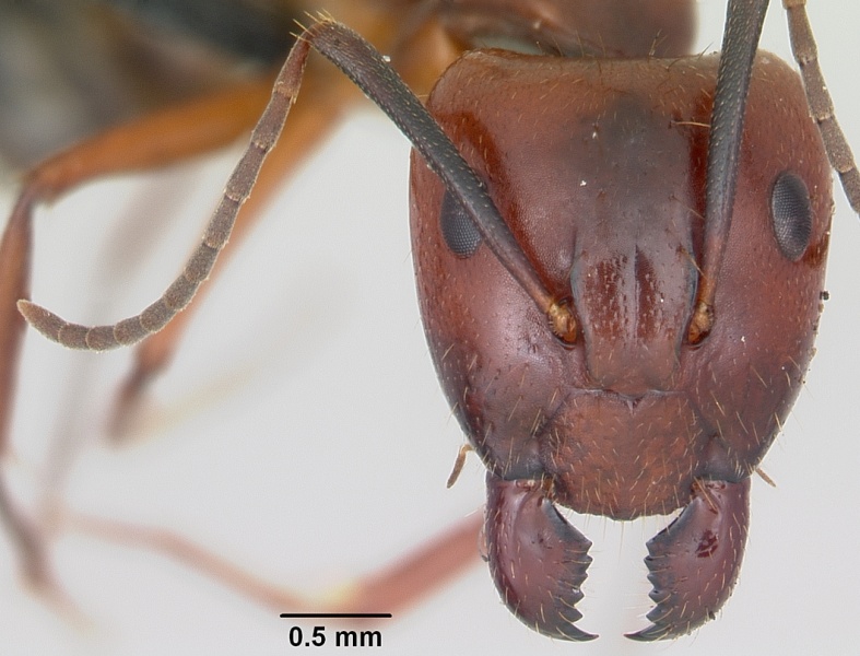 File:Camponotus aurosus casent0056473 head 1.jpg