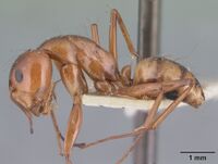 Camponotus christi casent0101542 profile 1.jpg