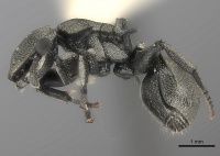 Cephalotes inca P casent0217837.jpg