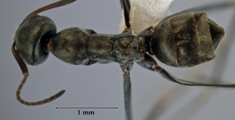 File:Iridomyrmex bicknelli ANIC32-023685 top 32-Antwiki.jpg