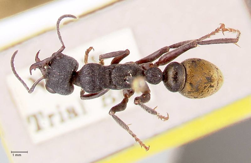 File:Myrmecia queenslandica focol0827 d 1 high.jpg