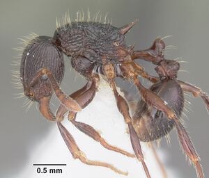 Tetramorium steinheili casent0102393 profile 1.jpg