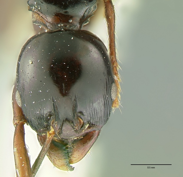 File:Ancyridris polyrhachioides hef.jpg