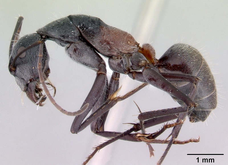 File:Camponotus prosseri casent0172146 profile 1.jpg