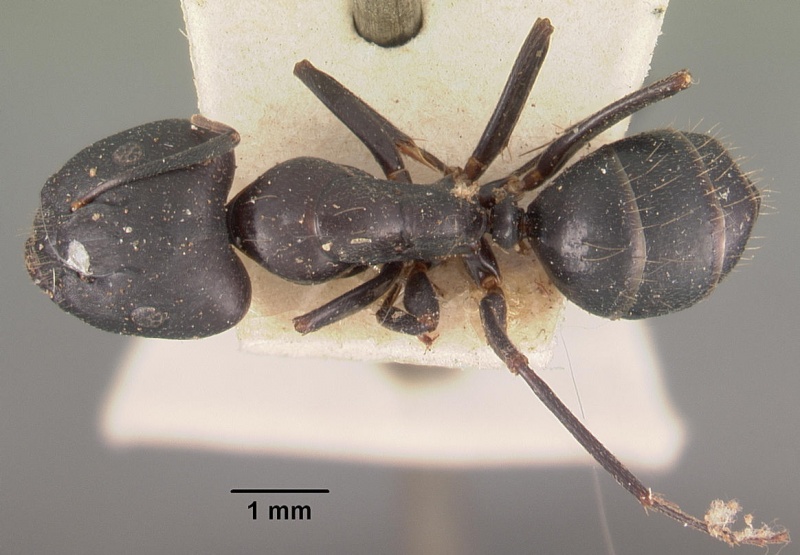 File:Camponotus quadrimaculatus opacatus casent0102433 dorsal 1.jpg