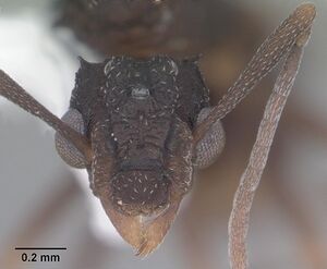 Cyphomyrmex rimosus casent0103840 head 1.jpg