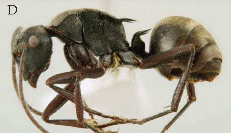 File:Kohout 2013c-59Polyrhachis-pilbara hal.jpg