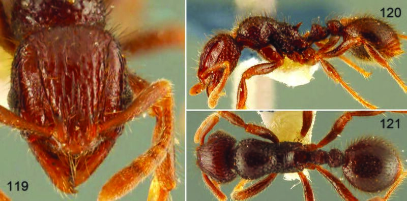 File:Liu, X., Xu. Z. et al. 2021. Taxonomic review of the ant genus Lordomyrma from China (10.20362@am.014007), Figs. 119-121.jpg