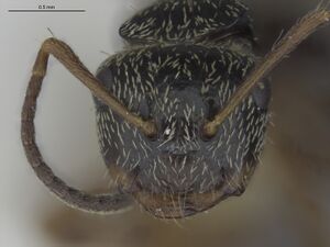 MCZ-ENT00539168 Camponotus albistramineus hef.jpg