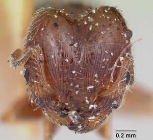 Pheidole davisi casent0103143 head 1.jpg