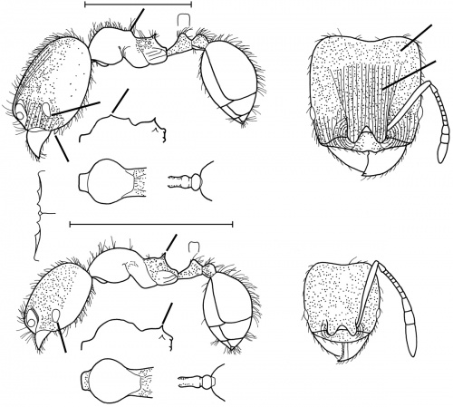 Pheidole hizemops Wilson 2003.jpg