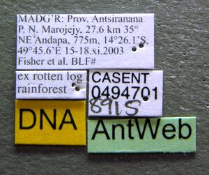 Pheidole longispinosa casent0494701 label 1.jpg