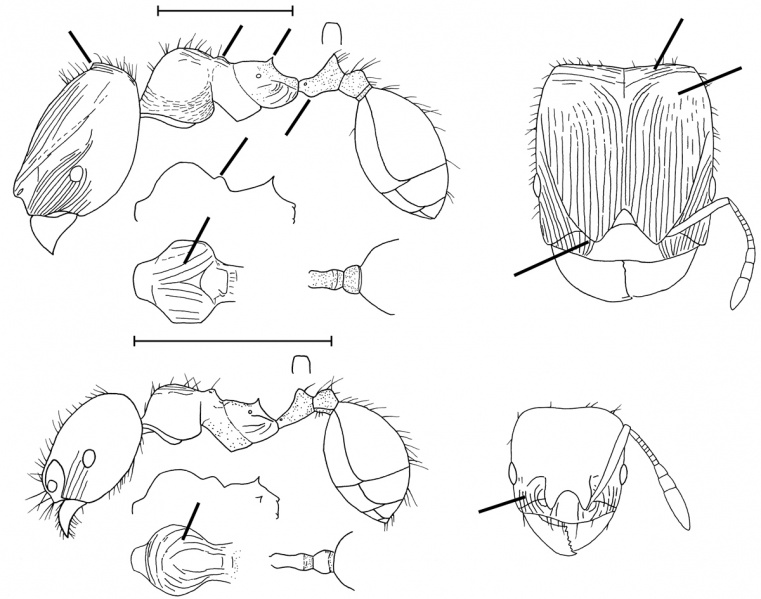 File:Pheidole obnixa Wilson 2003.jpg