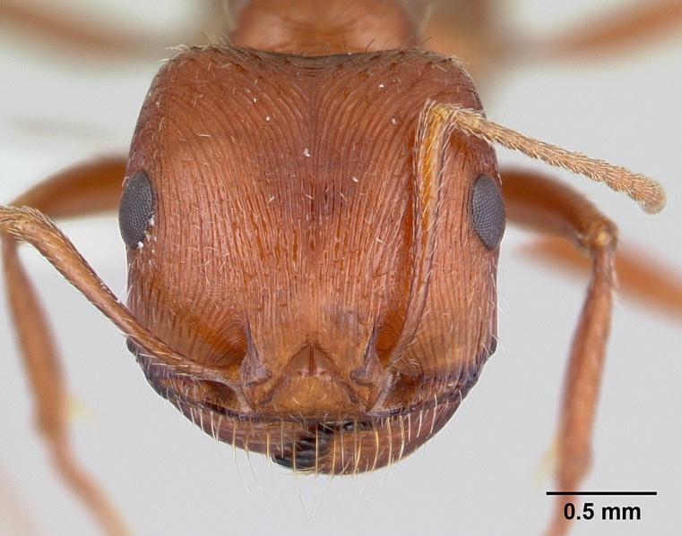 File:Pogonomyrmex anzensis casent0179510 head 1.jpg