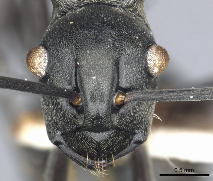 File:Polyrhachis esarata casent0903457 h 1 high.jpg