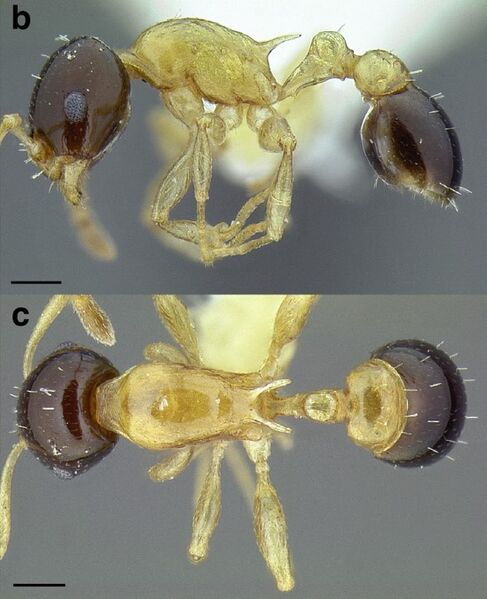 File:Temnothorax pulchellus LACMENT323204 F145 b-c.jpg