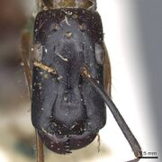 Camponotus longipilis casent0905508 h 1 high.jpg