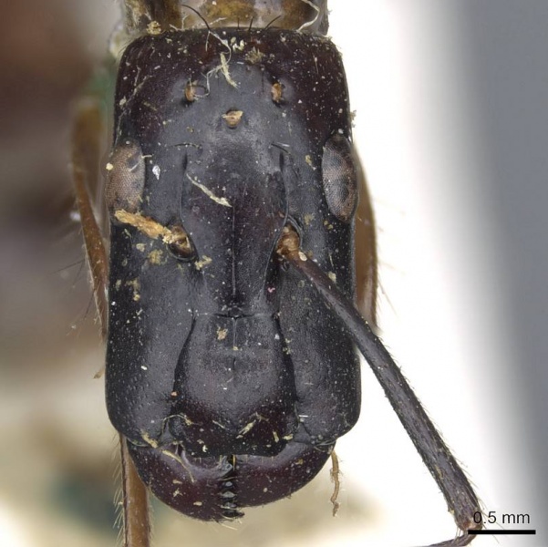 File:Camponotus longipilis casent0905508 h 1 high.jpg