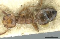 Crematogaster resulcata casent0912630 d 1 high.jpg