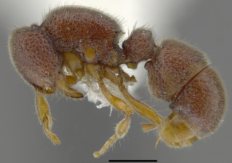 File:MCZ-Proceratium-sokoke-hal.jpg