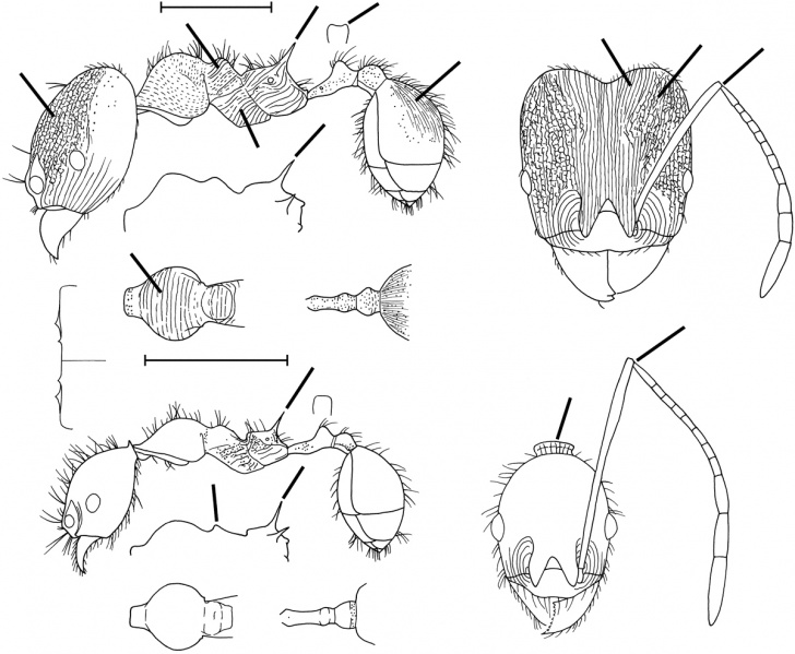 File:Pheidole ajax Wilson 2003.jpg